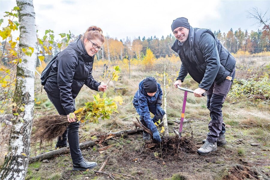Aufforstung: Helfer in Freiberg pflanzen 5000 Bäume für den Stadtwald - Anke Kaffka und Sandro Neubert mit Sohn Timon packten bei der Baumpflanzaktion in Freiberg mit an.