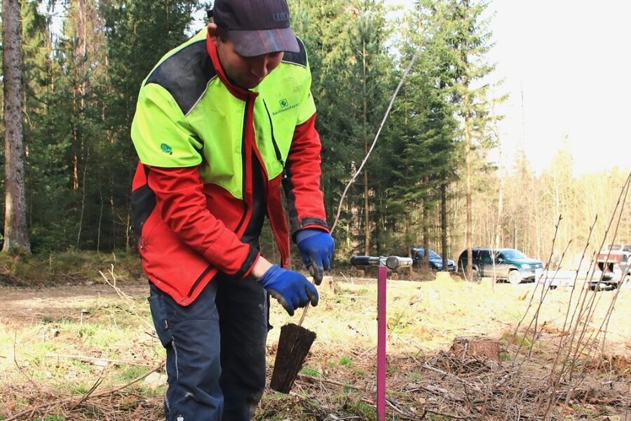 Waldarbeiter Christian Lorenz hilft derzeit bei der Aufforstung im Forstbezirk Plauen mit. 