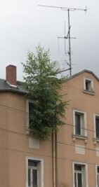 Aufgefallen: Lugauer Baumhaus - 