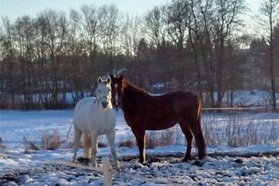 Aufregung in Dorfstadt: Zwei Pferde ausgebüxt - Sind nach einem unerlaubten Ausflug wieder wohlbehalten da: Shalina (l.) und Mili.