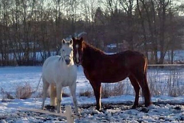 Aufregung in Dorfstadt: Zwei Pferde ausgebüxt - Sind nach einem unerlaubten Ausflug wieder wohlbehalten da: Shalina (l.) und Mili.