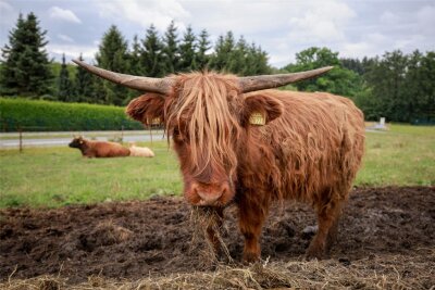 Aufregung um Highland-Rinder in Auerbach: Was das Landratsamt dazu sagt - Die Weide am Ortseingang Rebesgrün aus Richtung Grüne Aue, auf der Schottische Hochlandrinder gehalten werden.
