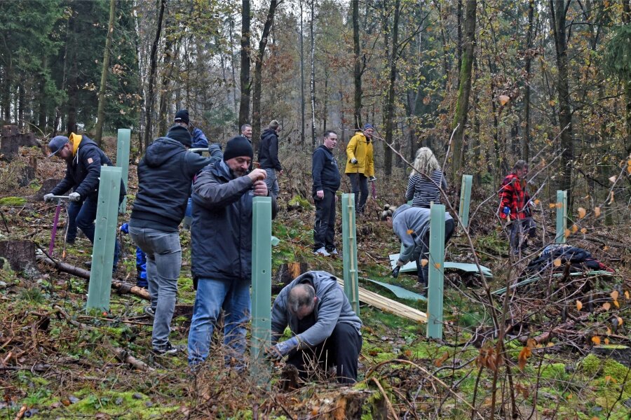 Augustusburg: Waldpflege kostet erneut Geld - 2022 hat die Stiftung Wald für Sachsen zwischen Erdmannsdorf und Grünberg Eichen und Buchen gepflanzt.