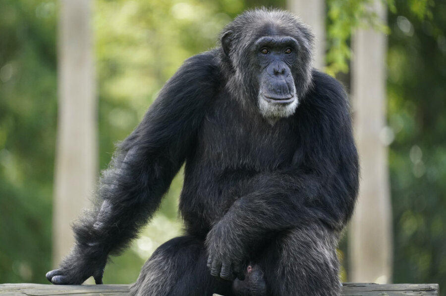 Mehrere Schimpansen sind aus ihrem Gehege geflohen. Hier ein Symbolbild.