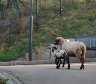 Ausgebüxt: Schaf und Lamm in Wilkau-Haßlau unterwegs - Die Beamten entdeckten das Schaf und sein Lamm auf einer Wiese in Höhe des Schulsportplatzes in Wilkau-Haßlau.