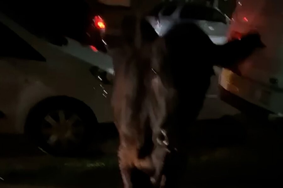Ausgebüxte Kuh zwei Mal von Polizeiwagen gerammt - Dieses Standbild aus einem Video zeigt die entlaufende Kuh. Zwei Mal wurde sie von einem Polizeiwagen gerammt.