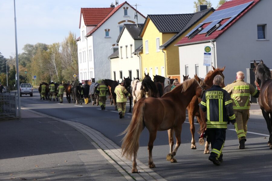 Ausgebüxte Pferdeherde: Bundesstraße in Deuben gesperrt - Die Pferde konnten schließlich auf einem Grundstück in Deuben gestellt werden.