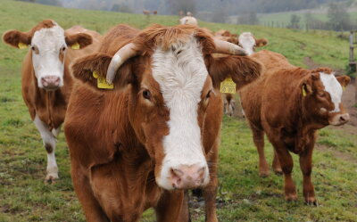 Ausgebüxtes Rind richtet 5000 Euro Schaden an - 
