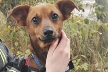 Ausgesetzte Hunde: Polizei in Aue ermittelt Besitzer - 