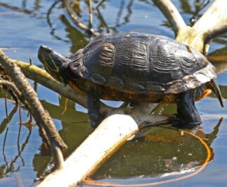 Ausgesetzte Schildkröten bedrohen Wasservögel - Rotwangen-Schmuckschildkröten wie diese fressen die Gelege der Wasservögel. 