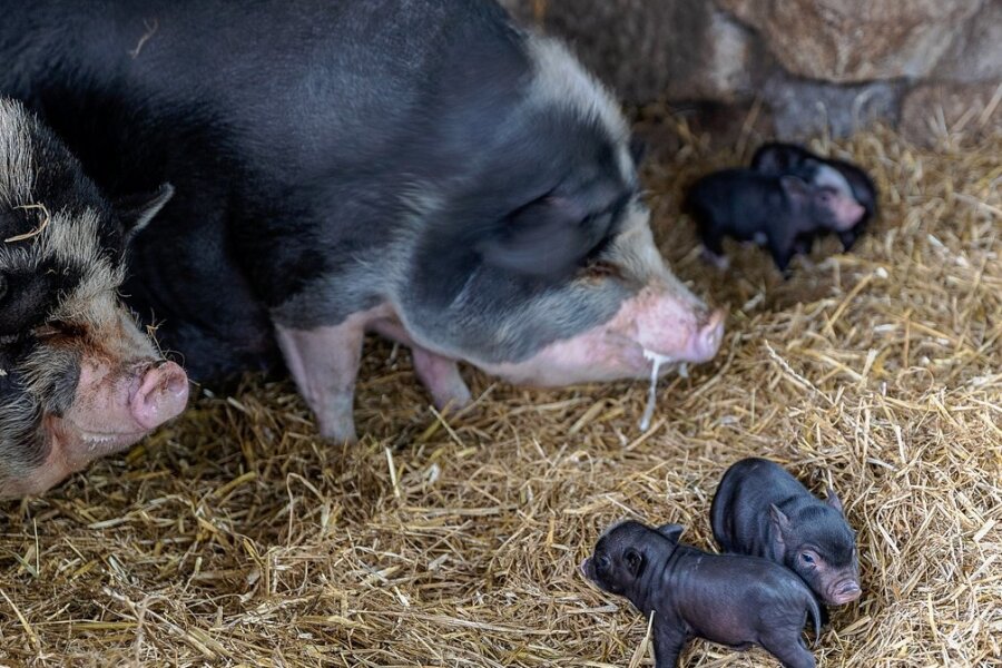 Die Hängebauchschweine mit einigen ihrer kleinsten Ferkel: Der zweite Wurf erblickte am Sonntag das Licht der Welt. Die älteren Halbgeschwister wurden vor neun Wochen geboren, der größte Teil von ihnen ist bereits abgegeben worden. 