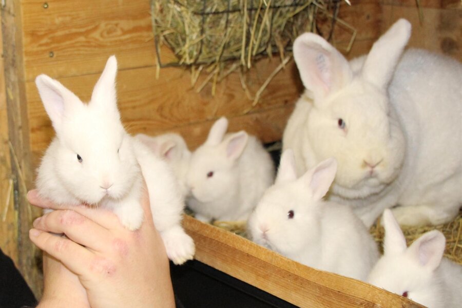 Ausstellung im Freizeittreff: Breitenbrunner präsentieren tierische Zuchtergebnisse - Auch Kaninchen der Rasse Weiße Wiener sind bei der Herbstschau am Wochenende in Breitenbrunn zu sehen.