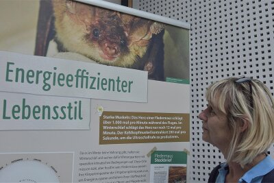 Ausstellung zu Fledermäusen in der Tourist-Info in Bad Brambach - Die Ausstellung wird bis Anfang März in der Touristinformation Bad Brambach gezeigt, danach im Landratsamt.