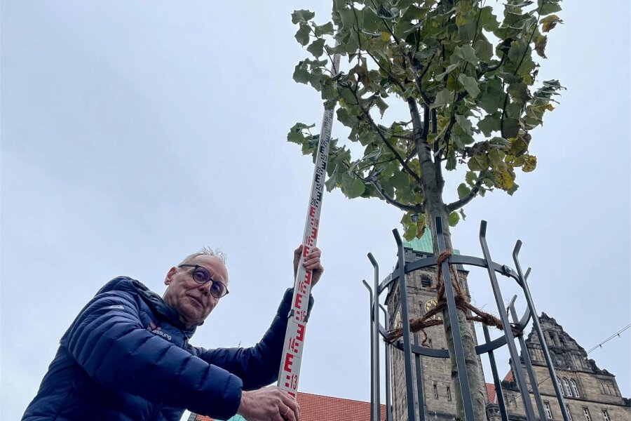 Austausch des Chemnitzer Marktbaumes vom Tisch: „Wir kommen in jede Comedy-Show“ - Vermessungsingenieur Detlef Wuttke legte im Spätherbst das Lineal an die Silberlinde an. Höhe: 5,71 Meter.