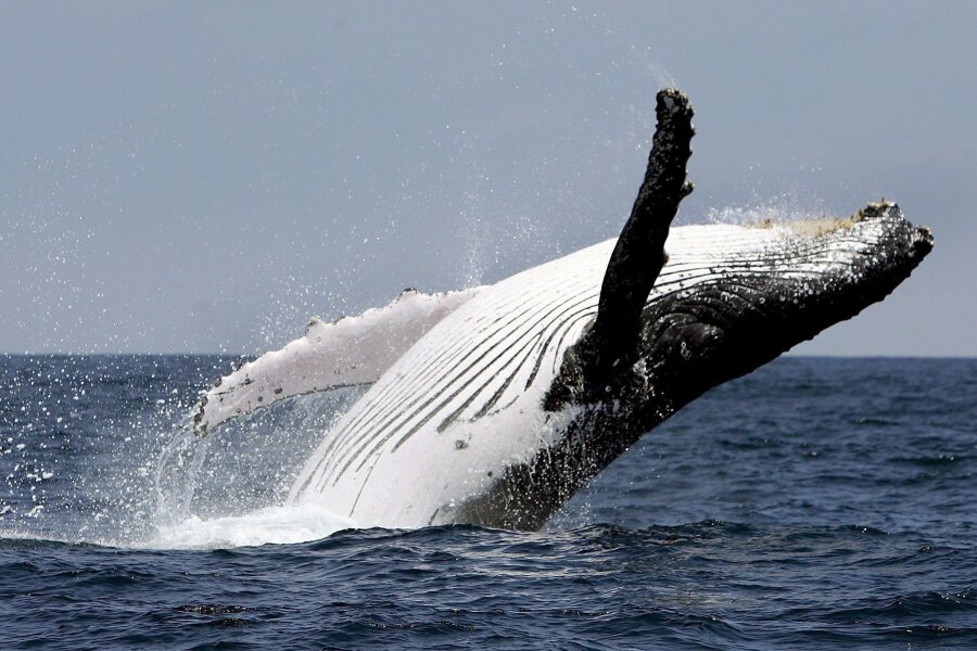 Australier retten Buckelwal aus Netz - nun droht Geldstrafe - Wale aus Netzen zu retten, kann in Australien teuer werden.