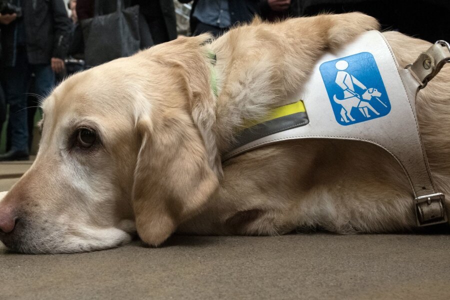 Ausweis für vierbeinige Alltagshelfer - Berlin: Ein Blindenhund liegt bei einem Pressetermin der Berliner Verkehrsbetriebe (BVG)