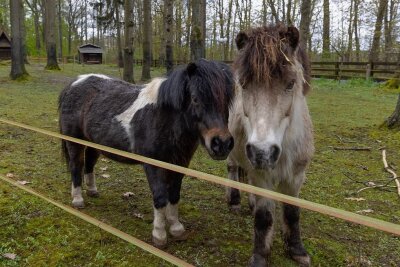 Auszug aus dem Tiergehege am Pöhlberg: Wer geht und wer bleibt - Die beiden Ponys und der Esel haben das Tiergehege am Pöhlberg als erste verlassen, leben nun auf einem Ponyhof in Bayern. 