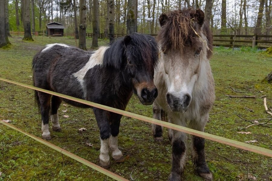 Auszug aus dem Tiergehege am Pöhlberg: Wer geht und wer bleibt - Die beiden Ponys und der Esel haben das Tiergehege am Pöhlberg als erste verlassen, leben nun auf einem Ponyhof in Bayern. 