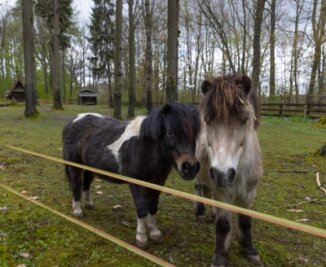 Auszug aus dem Tiergehege - Die beiden Ponys und der Esel haben das Tiergehege am Pöhlberg als erste verlassen, leben nun auf einem Ponyhof in Bayern. 