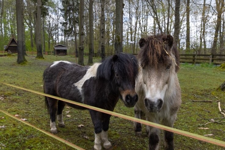 Die beiden Ponys und der Esel haben das Tiergehege am Pöhlberg als erste verlassen, leben nun auf einem Ponyhof in Bayern. 