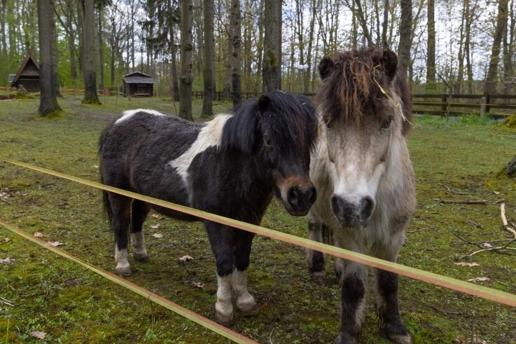 Auszug aus dem Tiergehege - Die beiden Ponys und der Esel haben das Tiergehege am Pöhlberg als erste verlassen, leben nun auf einem Ponyhof in Bayern. 