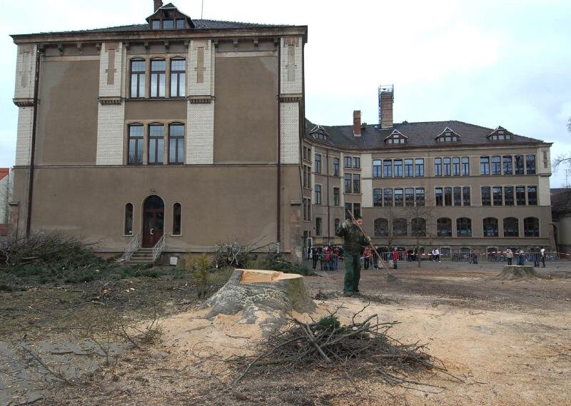 Bäume müssen für Baugrube Platz machen - 
              <p class="artikelinhalt">Auf dem Schulhof des Agricolagymnasiums in Glauchau sind am Dienstag Bäume gefällt worden. An ihrer Stelle wird ab August der Neubau hochgezogen.</p>
            
