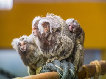Baby-Affen entdecken den Zoo der Minis in Aue - 