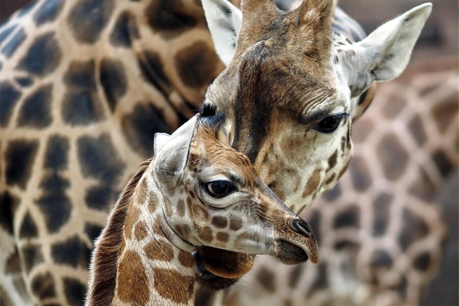 Babyglück im Leipziger Zoo: Diese Jungtiere verzaubern jetzt die Besucher - Im Zoo Leipzig gibt es langbeinigen Nachwuchs: Giraffe Tamika hat einen Sohn zur Welt gebracht.