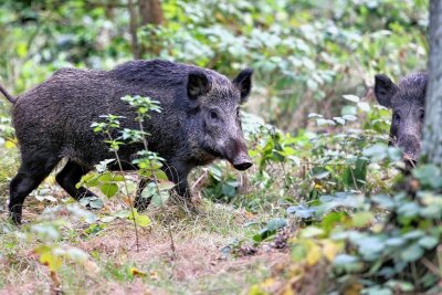 Bad Elsters Wildschweinproblem: Forst plant neue Lebendfalle - Wildschweine sind seit Jahren ein Problem in Bad Elster. Ein sogenannter Sauenfang soll Abhilfe schaffen. 