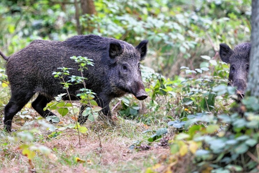 Bad Elsters Wildschweinproblem: Forst plant neue Lebendfalle - Wildschweine sind seit Jahren ein Problem in Bad Elster. Ein sogenannter Sauenfang soll Abhilfe schaffen. 