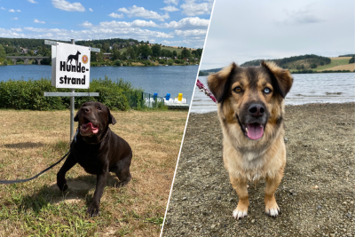Baden mit Hund in Sachsen: An welchen Seen und Talsperren ist das erlaubt? - Masja (Parupa) und Kiwi haben Bademöglichkeiten für Hunde getestet.