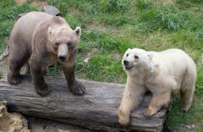 Bär aus Osnabrücker Zoo ausgebrochen und erschossen - Die Hybridbären Tips (hell) und Taps in ihrem Gehege im Zoo von Osnabrück. Die Bären sind eine Mischung aus Eisbär und Braunbär.