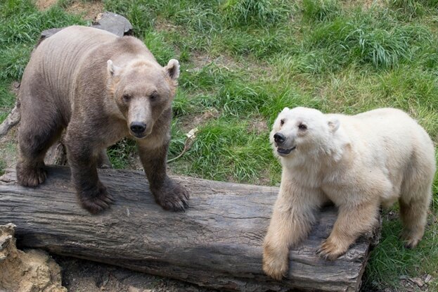 Bär aus Osnabrücker Zoo ausgebrochen und erschossen - Die Hybridbären Tips (hell) und Taps in ihrem Gehege im Zoo von Osnabrück. Die Bären sind eine Mischung aus Eisbär und Braunbär.