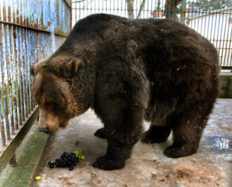 Bärendame Nina in Klingenthaler Tierpark gestorben - Wenige Wochen zuvor hatte der Zoo bereits den Tod des Braunbären Ingo zu beklagen.