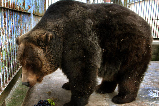 Bärendame Nina in Klingenthaler Tierpark gestorben - Wenige Wochen zuvor hatte der Zoo bereits den Tod des Braunbären Ingo zu beklagen.
