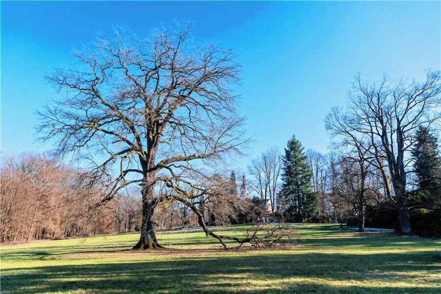 Bäume beschädigt: Sperrung im Schlosspark Wechselburg - Im Schlosspark in Wechselburg sollen Bäume gepflegt werden. 