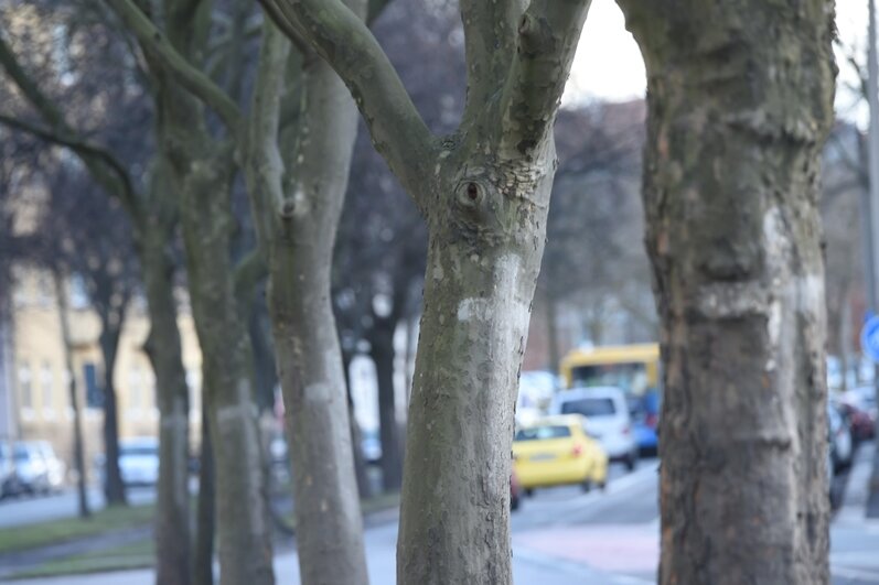 Bäume fallen für neue Bahntrasse - 