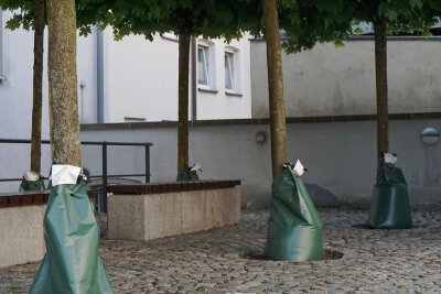Bäume im Trockenstress: So will Oelsnitz junges Grün retten - Auch im Oelsnitzer Rathaus-Innenhof kommen die Wassersäcke zum Einsatz. 