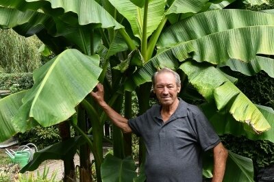 Bananenstaude im Mittweidaer Kleingarten überrascht mit Früchten - 