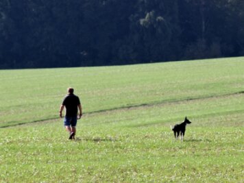 Bauern ärgern sich über Hundehalter - Ohne eine Leine führt ein Mann in Mittelsachsen einen Hund auf einem Feld aus, das noch nicht abgeerntet wurde. Für die Landwirte ist ein solches Verhalten ein Problem.