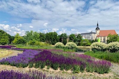 Bauerngarten im Reichenbacher Park der Generationen umgestaltet - Der Salbei bietet einen schönen Blickfang