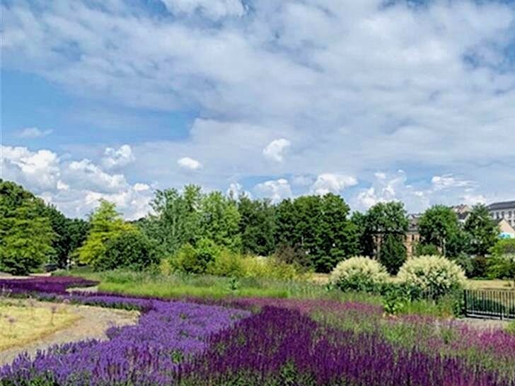 Bauerngarten im Reichenbacher Park der Generationen umgestaltet - Der Salbei bietet einen schönen Blickfang
