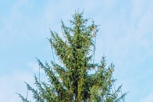 Baum, Beleuchtung, Bad: So will die Stadt Energie sparen - Ein Weihnachtsbaum soll dieses Jahr nur auf dem Altmarkt stehen. 
