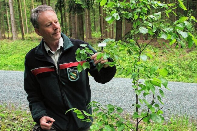 Baum des Jahres: Überlebenskünstler mit nassen Füßen wächst im Vogtland - Forstbezirksleiter Bert Schmieder hat eine Diplomarbeit über die Moorbirke geschrieben. Er erkennt die Bäume auf den ersten Blick. Im Walderlebnisgarten Eich haben sich Moorbirken von selbst angesiedelt.
