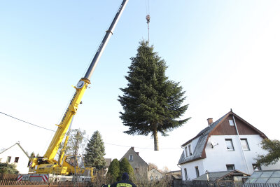 Baum für Plauener Weihnachtsmarkt stammt aus Oberlosa - Die Nordmanntanne für den Plauener Weihnachtsmarkt 2019 ist zwölf Meter hoch. 