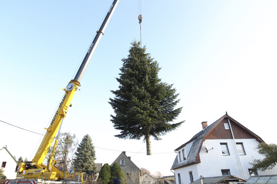 Baum für Plauener Weihnachtsmarkt stammt aus Oberlosa - Die Nordmanntanne für den Plauener Weihnachtsmarkt 2019 ist zwölf Meter hoch. 
