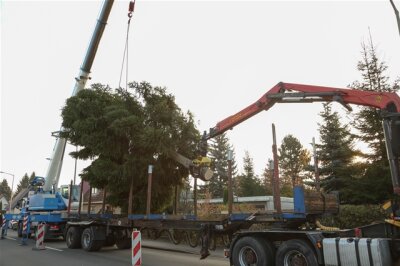 Baum steht in Rekordzeit auf dem Freiberger Christmarkt - 