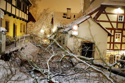 Baum stürzt ins Fachwerkviertel am Schloßberg - Schulweg gesperrt - 