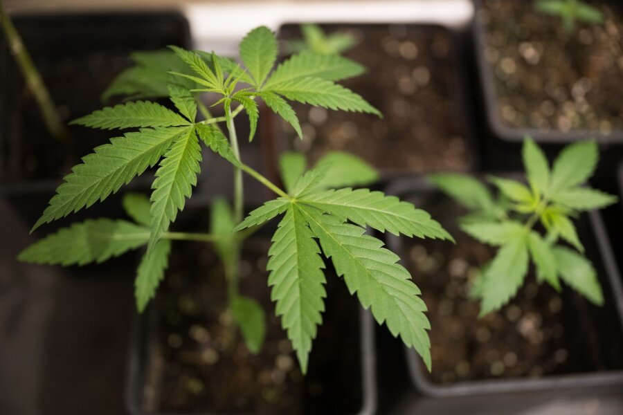 Baumärkte wollen vorerst keine Cannabis-Samen verkaufen - Erlaubt wird mit dem neuen Cannabisgesetz, der Besitz von bis zu 25 Gramm getrockneten Pflanzenmaterials zum Eigenkonsum.