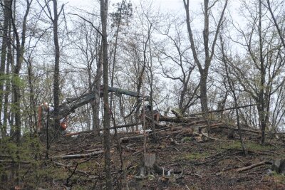 Baumfällarbeiten in Lichtenwalde: Grüne wollen Antrag im Kreistag stellen - Fällarbeiten unter anderem am Kaulhübel, genannt Butterberg, in Lichtenwalde, erhitzten die Gemüter.